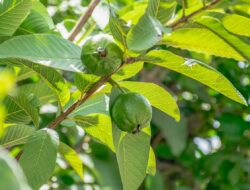 Panduan Lengkap Identifikasi Flavonoid pada Ekstrak Daun Jambu Biji Menggunakan SPE-HPLC